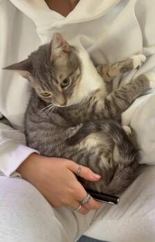 Rescue Domestic Short Hair Cats for Adoption - Arthur | PetCurious
