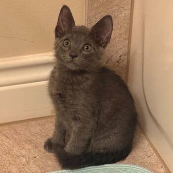 Frankie -  Russian Blue and Domestic Short Hair Cat for Adoption in Houston, Texas - Frankie | PetCurious