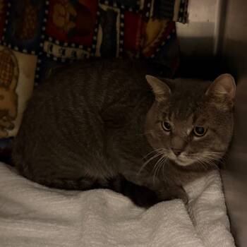 Walley -  Domestic Short Hair Cat for Adoption in Council Bluffs, Iowa - Walley | PetCurious