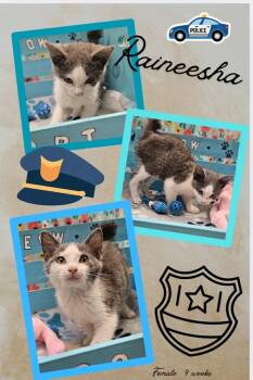 Rescue Domestic Short Hair Cats for Adoption in Blountville, Tennessee - Raineisha | PetCurious