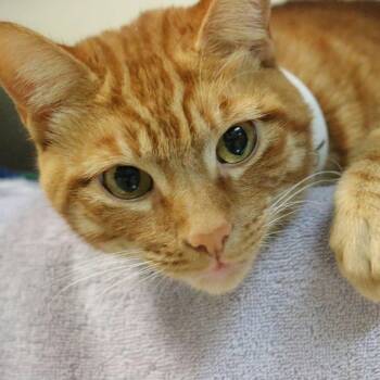 Stu -  Domestic Short Hair Cat for Adoption in Pasadena, California - Stu | PetCurious