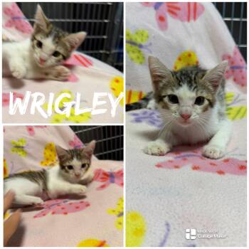 Wrigley -  Domestic Short Hair Cat for Adoption in Saint James, Missouri - Wrigley | PetCurious