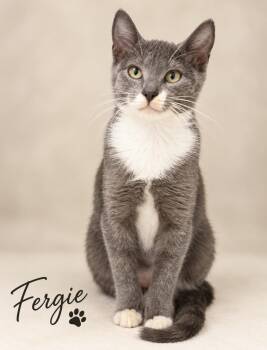 Fergie -  Domestic Short Hair Cat for Adoption in Pawleys Island, South Carolina - Fergie | PetCurious