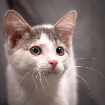 Megabyte -  Domestic Short Hair Cat for Adoption in Las Cruces, New Mexico - Megabyte | PetCurious