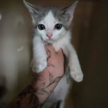 Rugen -  Domestic Short Hair Cat for Adoption in Lexington, Kentucky - Rugen | PetCurious