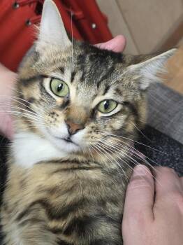 Rescue Domestic Medium Hair Cats for Adoption in El Dorado, Arkansas - Blake | PetCurious