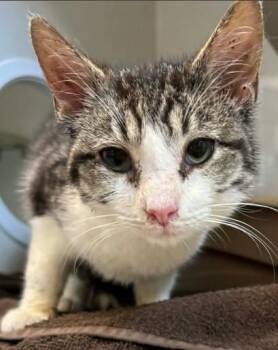 Domestic Short Hair Cats Available for Adoption in Lampasas, Texas - Shoelace | PetCurious