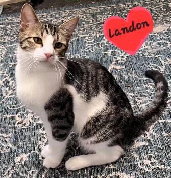 Rescue Domestic Short Hair Cats for Adoption in Fayetteville, Arkansas - Landon.....Huggy Bear Cat | PetCurious