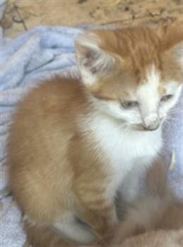 BUZZ -  Domestic Short Hair Cat for Adoption in Palmetto, Florida - BUZZ | PetCurious