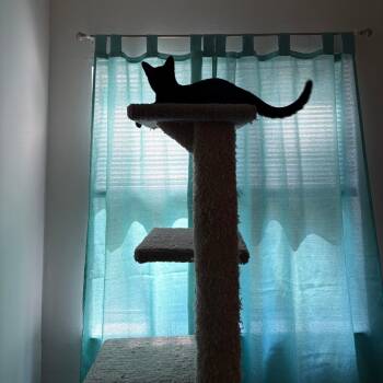 Winkie -  Domestic Short Hair Cat for Adoption in Durham, North Carolina - Winkie | PetCurious