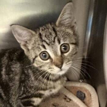 Rescue Domestic Short Hair Cats for Adoption in North Myrtle Beach, South Carolina - Wizard | PetCurious