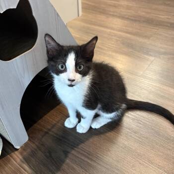 Poppi -  Domestic Short Hair Cat for Adoption in Ashland, Virginia - Poppi | PetCurious