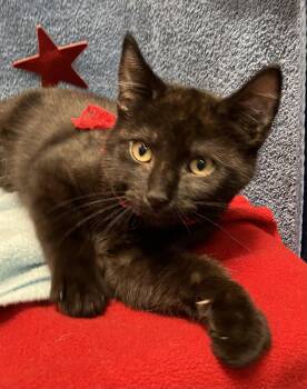 Lincoln -  Domestic Short Hair Cat for Adoption in Dublin, Ohio - Lincoln | PetCurious
