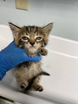 Marsha Mellow -  Domestic Short Hair Cat for Adoption in Largo, Florida - Marsha Mellow | PetCurious