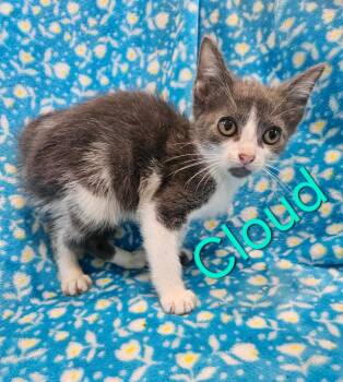 Cloud -  Domestic Short Hair Cat for Adoption in Johnson City, Tennessee - Cloud | PetCurious