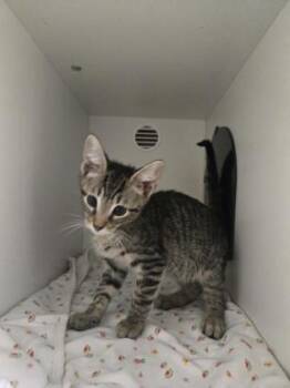 Jack Frost -  Domestic Short Hair Cat for Adoption in Savannah, Georgia - Jack Frost | PetCurious