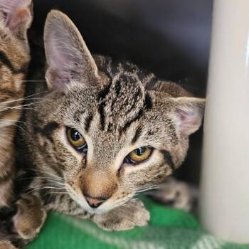Domestic Short Hair Cats Available for Adoption in Medford, Oregon - Bubba | PetCurious