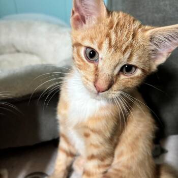 Clay Miehe -  Domestic Short Hair and Tabby Cat for Adoption in Morrison, Colorado - Clay Miehe | PetCurious