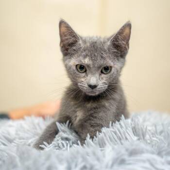 Banana -  Domestic Short Hair Cat for Adoption in Gainesville, Georgia - Banana | PetCurious