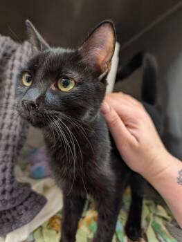 Pastry -  Domestic Short Hair Cat for Adoption in Healdsburg, California - Pastry | PetCurious