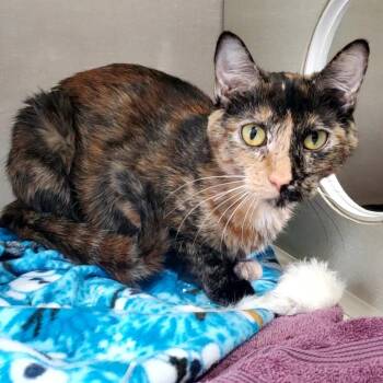 Phoebe -  Tortoiseshell Cat for Adoption in Hutchinson, Minnesota - Phoebe | PetCurious