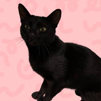 Domestic Short Hair Cats Available for Adoption in Reno, Nevada - Pinot Noir | PetCurious
