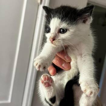 Hildie -  Domestic Short Hair Cat for Adoption - Hildie | PetCurious
