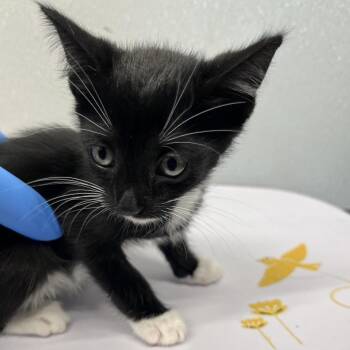 Lilo -  Domestic Short Hair Cat for Adoption in Tampa, Florida - Lilo | PetCurious