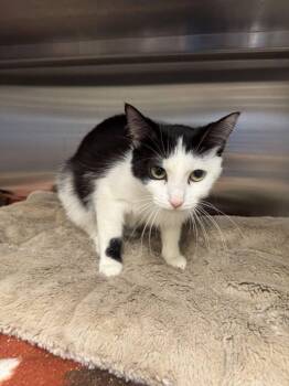 Domestic Short Hair Cats Available for Adoption in Hilton Head Island, South Carolina - Strudel | PetCurious