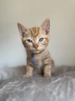 Domestic Short Hair Cats Available for Adoption in Chicago, Illinois - Mega Rex | PetCurious