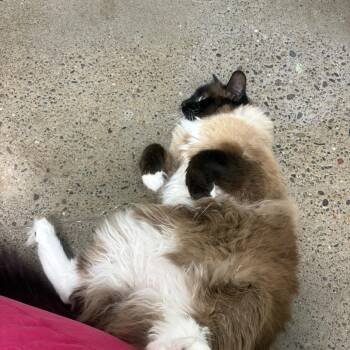 Teacup -  Domestic Long Hair and Siamese Cat for Adoption in Keizer, Oregon - Teacup | PetCurious