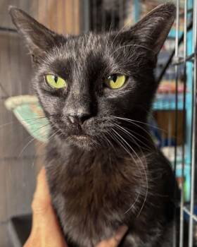 Domestic Short Hair Cats Available for Adoption - Penny | PetCurious