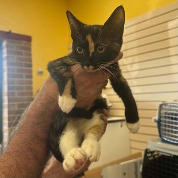 Ukiah -  Domestic Short Hair Cat for Adoption in Candler, North Carolina - Ukiah | PetCurious