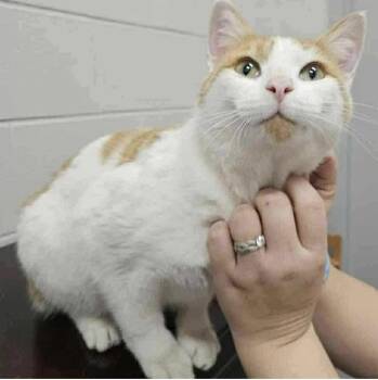 Nomad -  Domestic Short Hair Cat Available for Adoption in Virginia Beach, Virginia - Nomad | PetCurious
