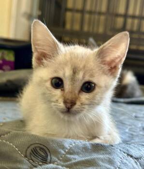 Pippi -  Domestic Short Hair Cat for Adoption in Shawnee, Oklahoma - Pippi | PetCurious