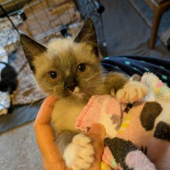 Sully -  Domestic Short Hair Cat for Adoption in Nampa, Idaho - Sully | PetCurious