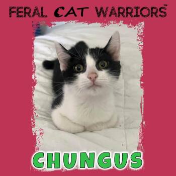 Chungus -  Domestic Short Hair Cat for Adoption in Kingman, Arizona - Chungus | PetCurious