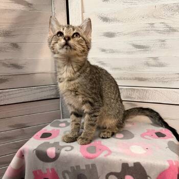 Rescue Domestic Short Hair Cats for Adoption in Union, Missouri - Addie | PetCurious