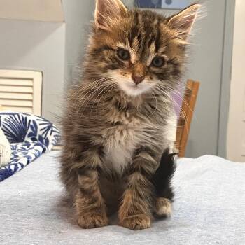 Pecan -  Domestic Long Hair and Maine Coon Cat for Adoption in Mastic, New York - Pecan | PetCurious