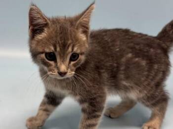Breadstick -  Domestic Short Hair Cat for Adoption in Golden Valley, Minnesota - Breadstick | PetCurious