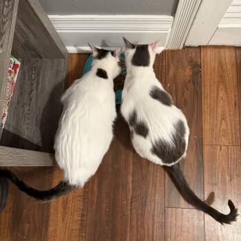 Naomi & Ruth -  Domestic Short Hair Cat for Adoption in Bismarck, North Dakota - Naomi & Ruth | PetCurious