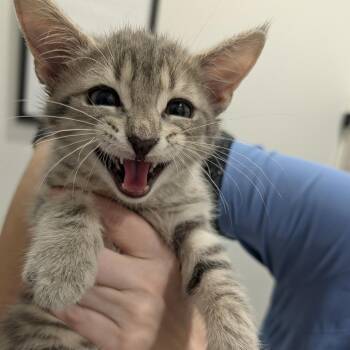 Cantaloupe -  Domestic Short Hair Cat for Adoption in Winston-salem, North Carolina - Cantaloupe | PetCurious