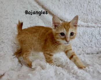 Bojangles -  American Bobtail Cat for Adoption in St. Augustine, Florida - Bojangles | PetCurious