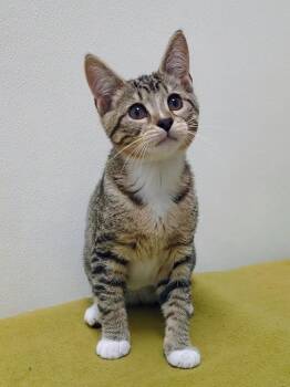 Mark -  Domestic Short Hair Cat for Adoption in Springfield, Illinois - Mark | PetCurious