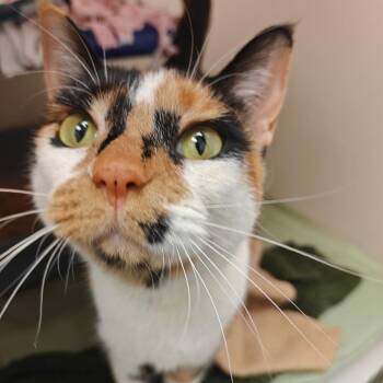 Callie Mae -  Domestic Short Hair Cat Available for Adoption in Cumming, Georgia - Callie Mae | PetCurious