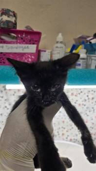 MARIO -  Domestic Short Hair Cat for Adoption in Riverside, California - MARIO | PetCurious