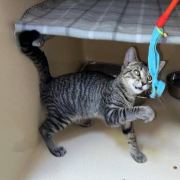 Claudia -  Tabby Cat for Adoption in Clarksville, Virginia - Claudia | PetCurious