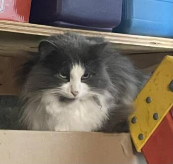 Domestic Long Hair Cats Available for Adoption - Fluffy | PetCurious