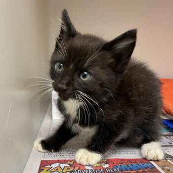 72216 -  Domestic Short Hair Cat for Adoption in Harrisonburg, Virginia - 72216 | PetCurious