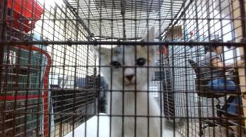 KIKI -  Domestic Short Hair Cat for Adoption in Doral, Florida - KIKI | PetCurious